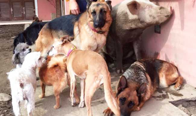 animali cani rifugio