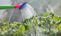 annaffiatoio acqua