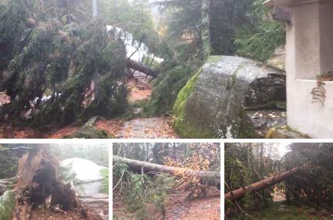 antillone alberi caduti mix