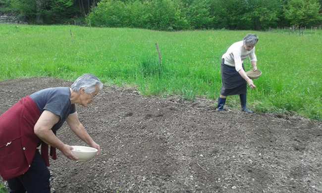 antrona semina canapa