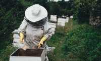 apiary 1866740 640