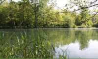 area ginestre