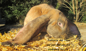 ariete coniglio toce