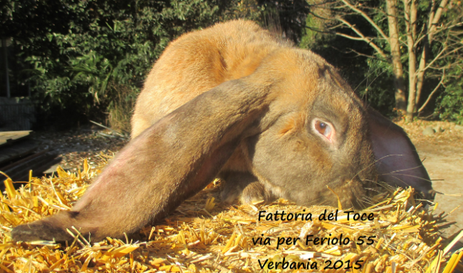 ariete coniglio toce