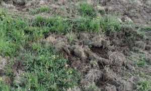 armeno danni cinghiali