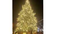 arona albero 2021