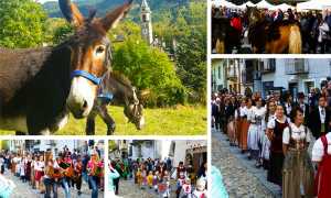 asini scarghium varzo 17 mix