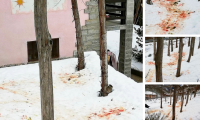 attacco lupo sangue neve viganella mix