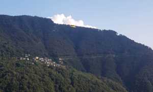 aurano elic
