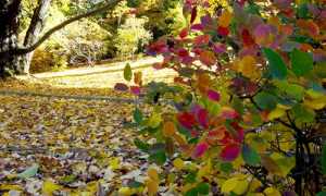autunno2