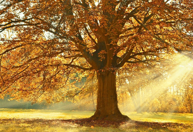 autunno sole pianta prato