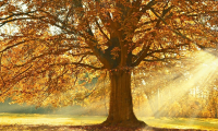 autunno sole pianta prato
