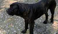 balu