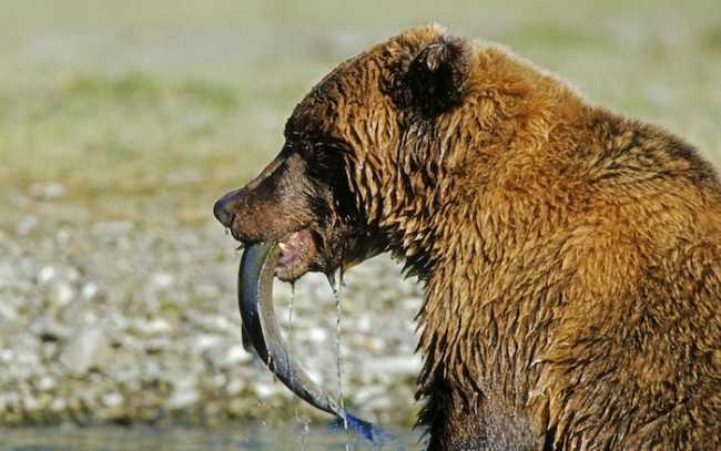 bear fish fishing food mining 630971.jpgd