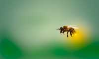 bee 4913122 640