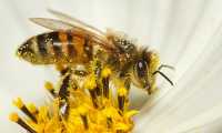 bee 7413333 640