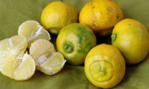 bergamotto