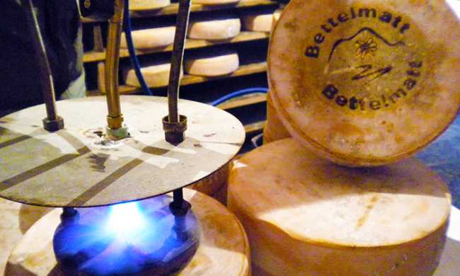 bettelmatt marchiatura