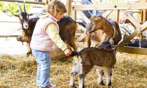 bimbo Mostra Capretto StudioRDS1