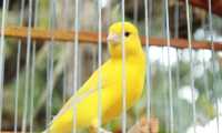 bird 5285011 640