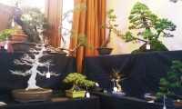 bonsai anzola