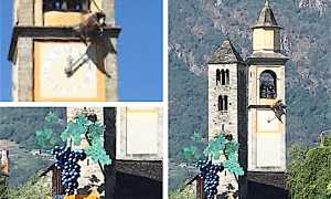 bue campanile grappolo masera