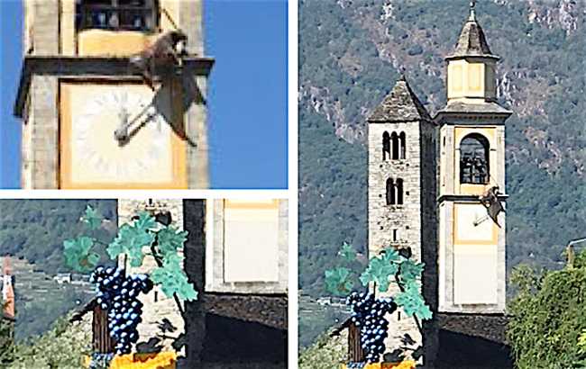 bue campanile grappolo masera