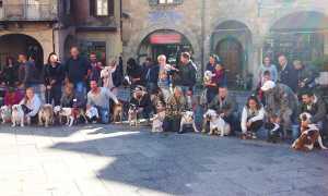 bulldog piazzamercato