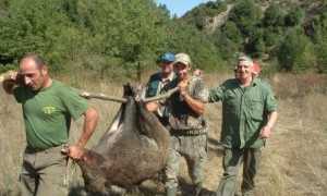 caccia cinghiale