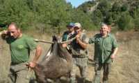 caccia cinghiale