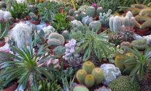 cactus folies verbania15