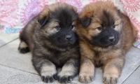 cagnolini due rosa