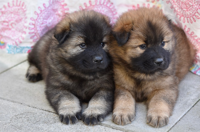 cagnolini due rosa
