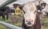 calf g760c55566 640