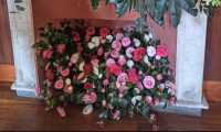 camelia gozzano 1 25