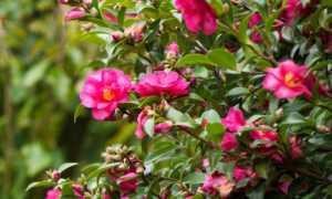 camelia