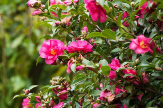 camelia