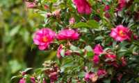 camelia