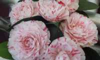 camelia vb 2016