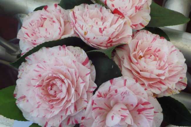 camelia vb 2016
