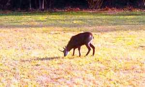 camoscio turla cosasca