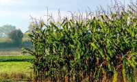 campo mais