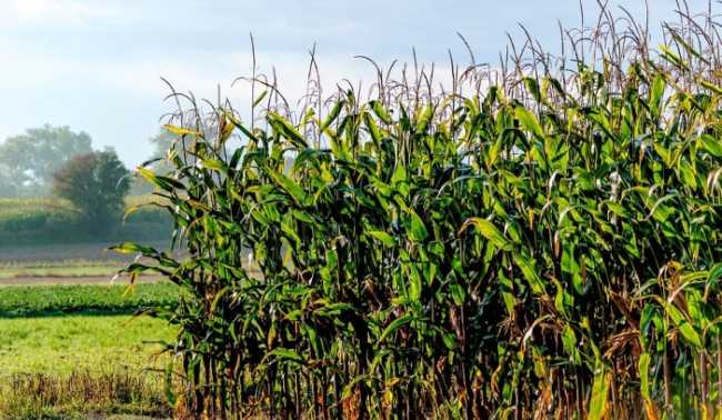 campo mais
