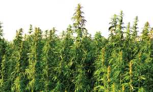 canapa coltivazione