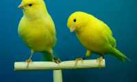 canaries 426273 640