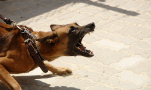 cane aggressivo