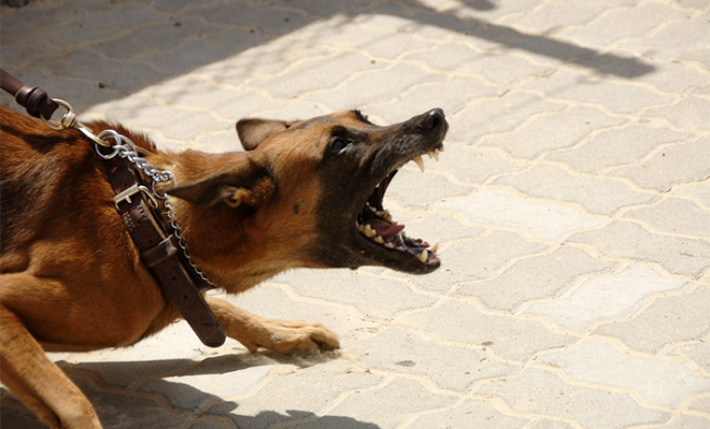 cane aggressivo