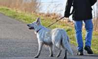cane al guinzaglio