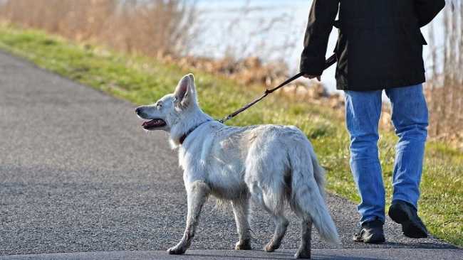 cane al guinzaglio