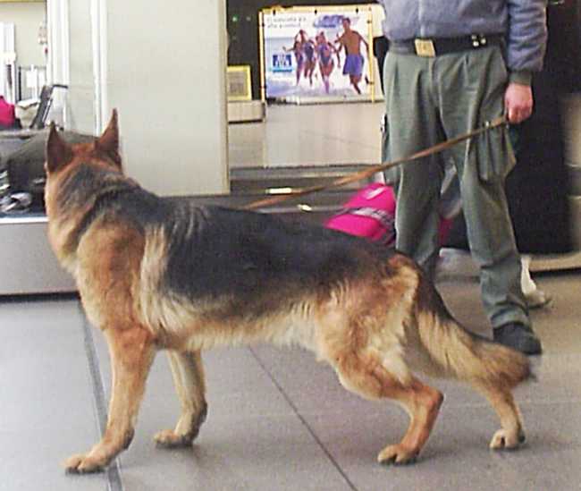 cane antidroga gdf